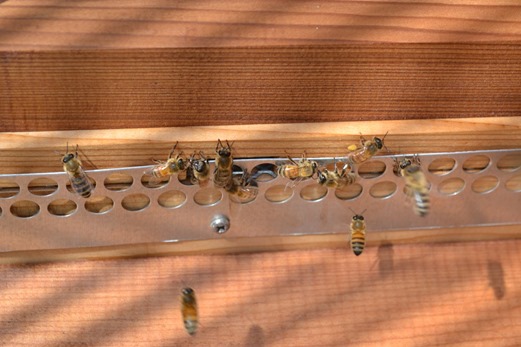 Bees at entrance with pollen