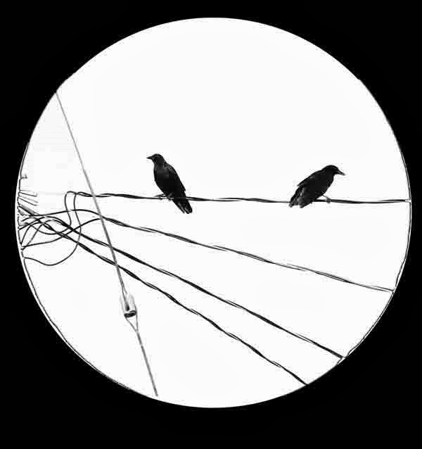 [crows-on-the-wire%255B4%255D.jpg]