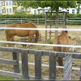 Jugendfarm Moritzhof - Pferde