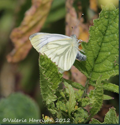 40-green-veined-white-butterfly