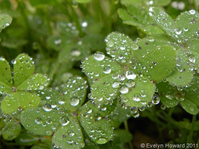 water drops on leaves © Evelyn Howard 2011
