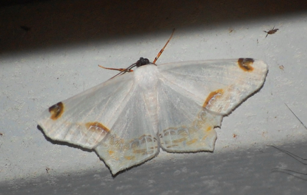 White moth