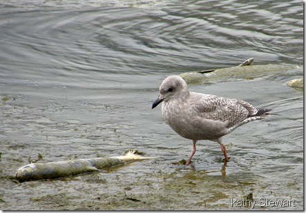 Glaucous Wing Gull - 1st winter