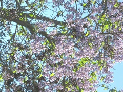 tree with purple flowers2