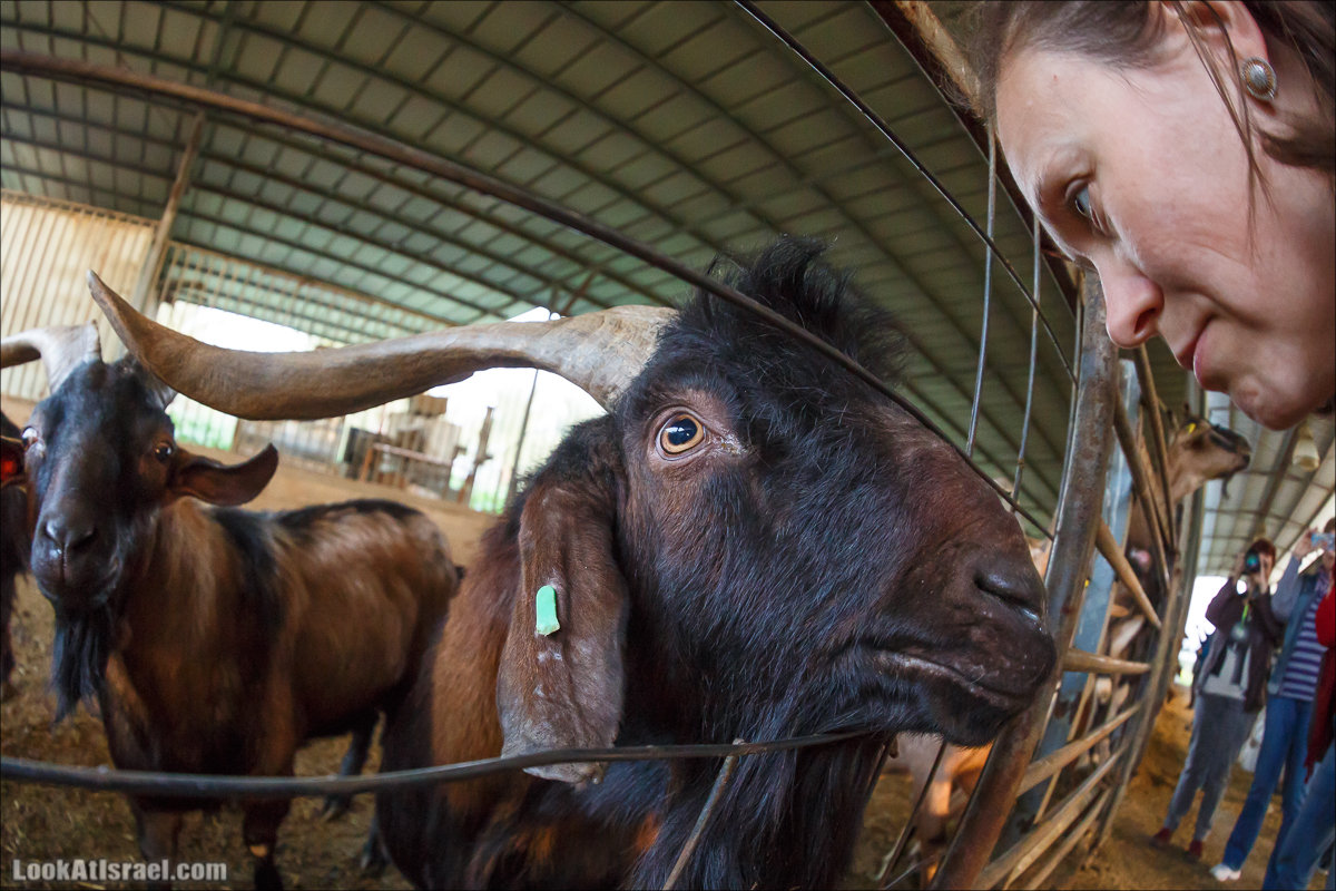 Менахемия - Козья Ферма Аз Из и медицинский музей Бейт ха-Рофе | Menahemia - As Is farm and medical museum | LookAtIsrael.com - Фото путешествия по Израилю | מנחמיה - חוות עז עיז ובית הרופא