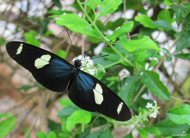 Heliconius sara apseudes (HÜBNER, [1813]). Colider (Mato Grosso, Brésil), 27 novembre 2011. Photo : Cidinha Rissi