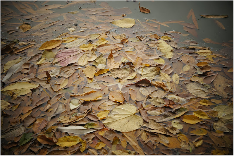 dried-leaves-free-pictures-1 (2517)