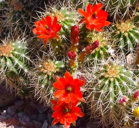 [cactus-flowers-orange%255B4%255D.jpg]