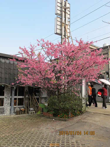 平菁街42巷寒櫻 - 230