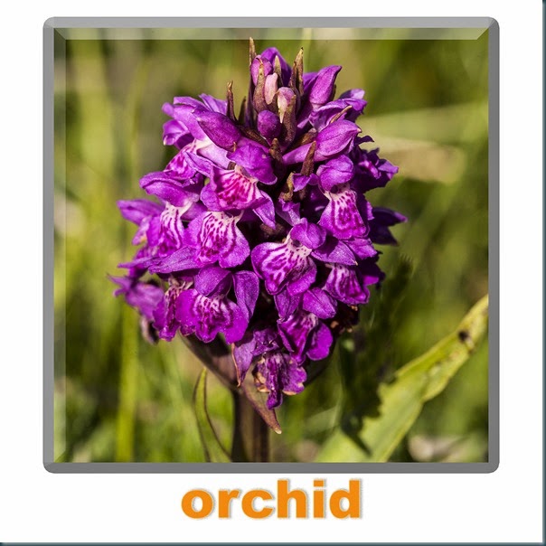 orchididk