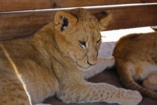 Lion Cub, Lion Park Johannesburg