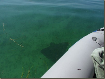 kayaking around sunshine key, leopard ray