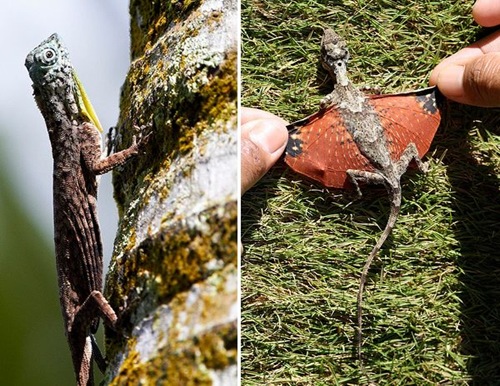 Alizul The Flying Dragon Lizards Of Southeast Asia