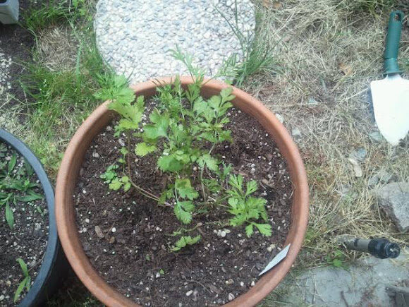 Cilantro | Project Noah