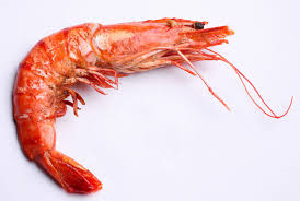 [shrimp%255B4%255D.png]