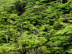 Forest in Torres del Paine, Chile.