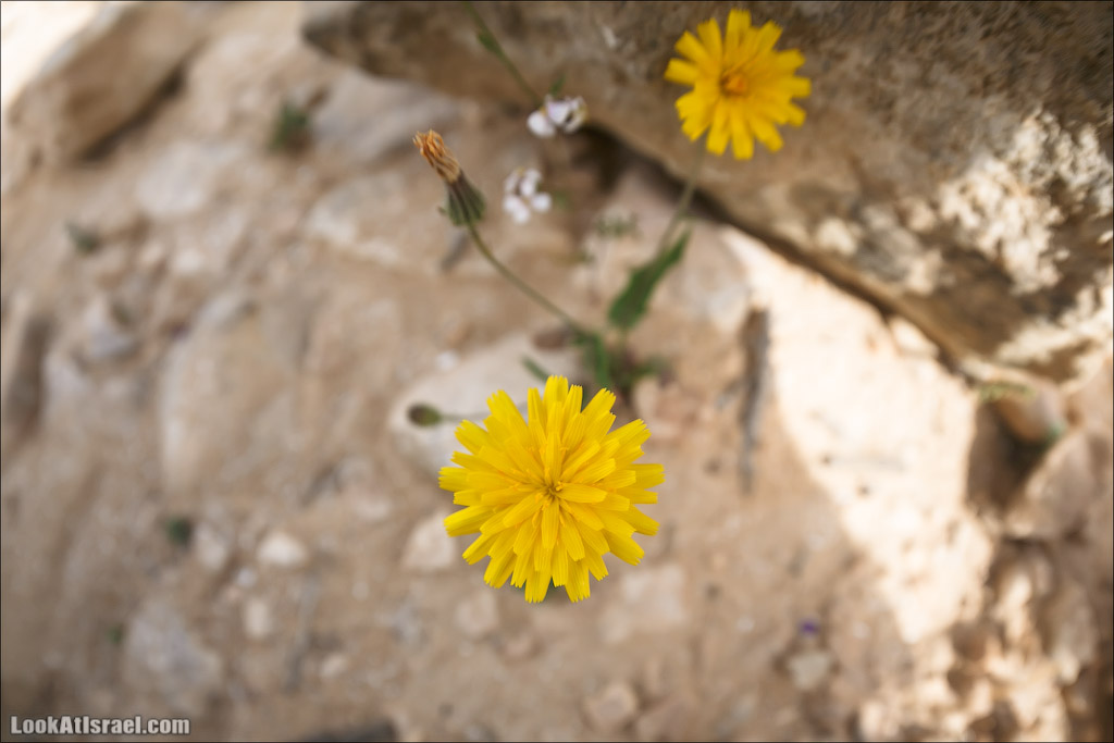 Водоёмы (колодцы) Луц | Lutz cisterns | בורות לוץ | LookAtIsrael.com - Фото путешествия по Израилю