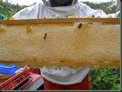 look at what the bees did in 6 weeks!   