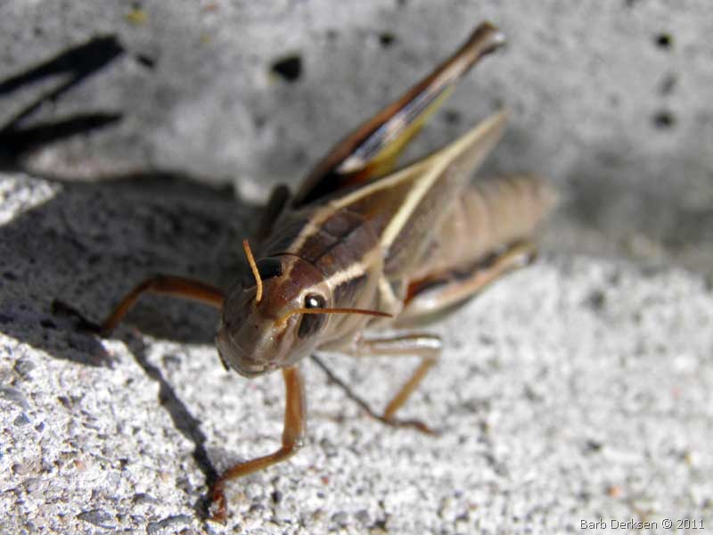 [grasshopper1%255B10%255D.jpg]
