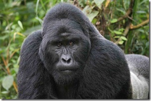 Gorilla-Silverback-6