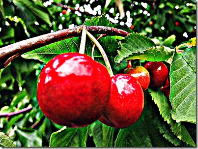 1-cherries