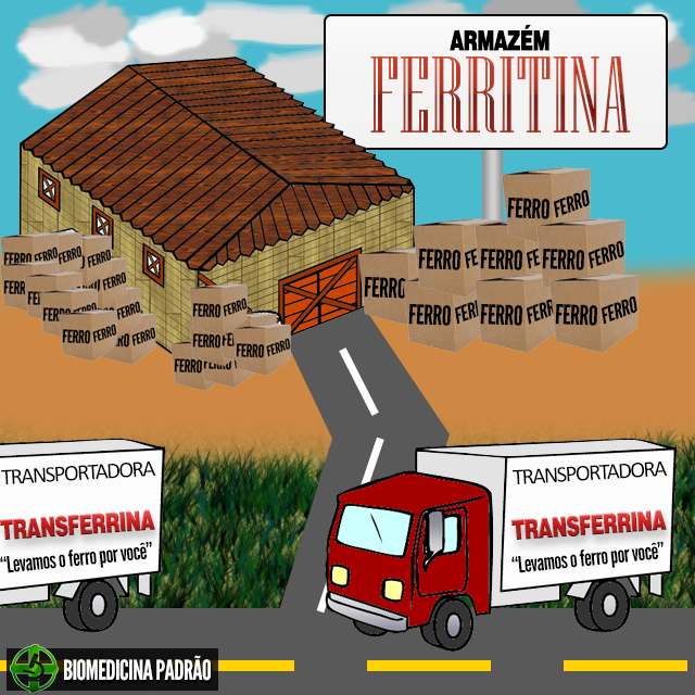 Correlacionando Ferro, Ferritina e Transferrina | Biomedicina Padrão
