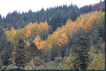 24-autumn-colours