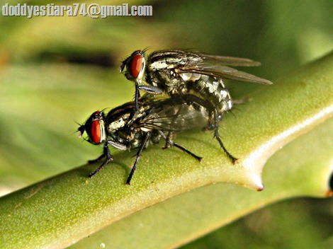 lalat Sarcophaga carnaria kawin di daun lidah buaya