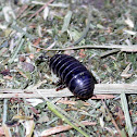 Pill Bug, Roly Poly