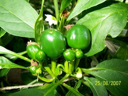 [Pepper%2520Naso%2520di%2520cane%255B2%255D.jpg]