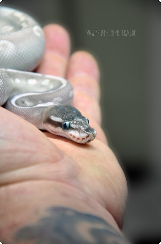 Python (23) von PB Snakes 311214