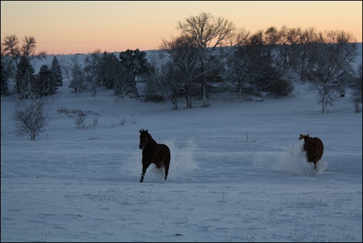 snow horses 025