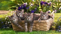 Kittens4