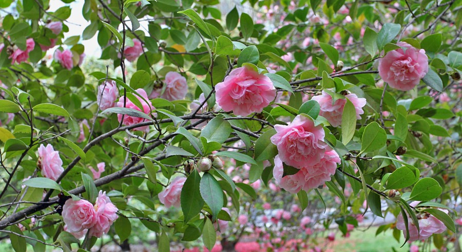 [120317_Capitol_Park_Camellia-japonica_45%255B11%255D.jpg]