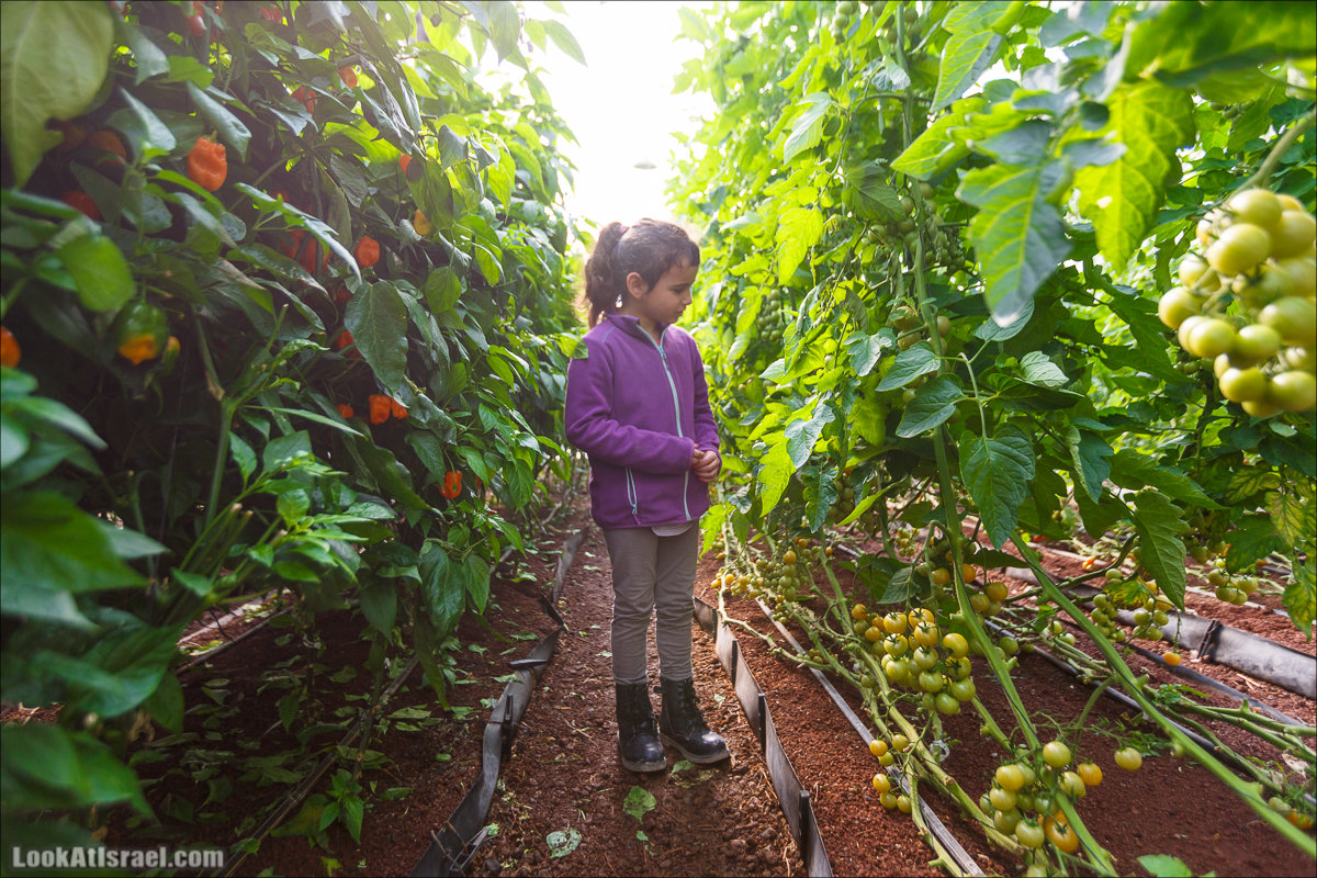 Сельскохозяйственная школа Хава бе-Эден | Hava be-Eden farm | LookAtIsrael.com - Фото путешествия по Израилю | חווה בעדן