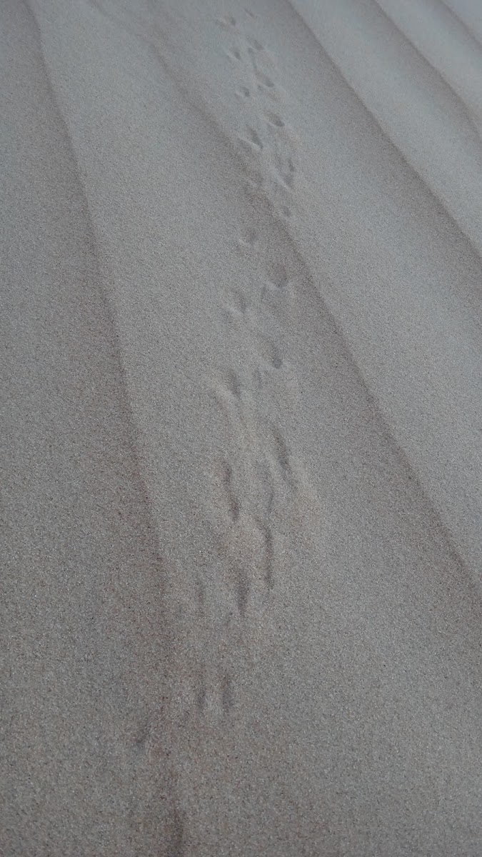 Tracks of a desert lizard near Al Ain, UAE