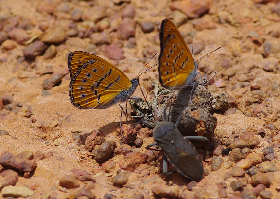 Sevenia amulia CRAMER, 1777, mâles. Piste vers Ebogo, Cameroun, 8 avril 2012. Photo : J.-M. Gayman