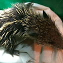 Tailless Tenrec