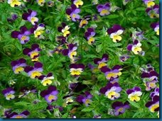 host plant viola tri-color