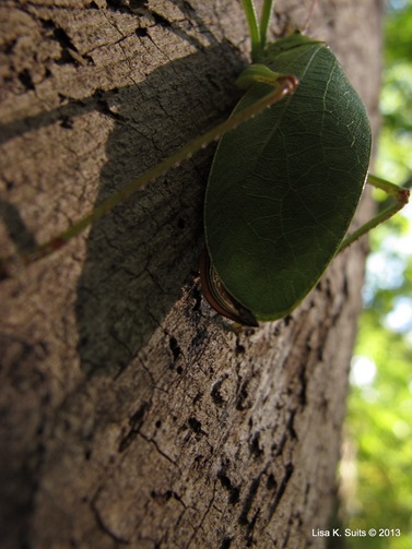 katydid below