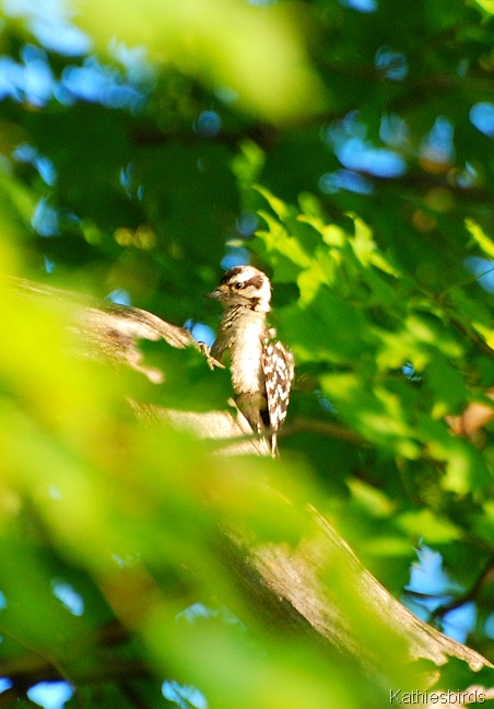 19. downy woodpecker-kab