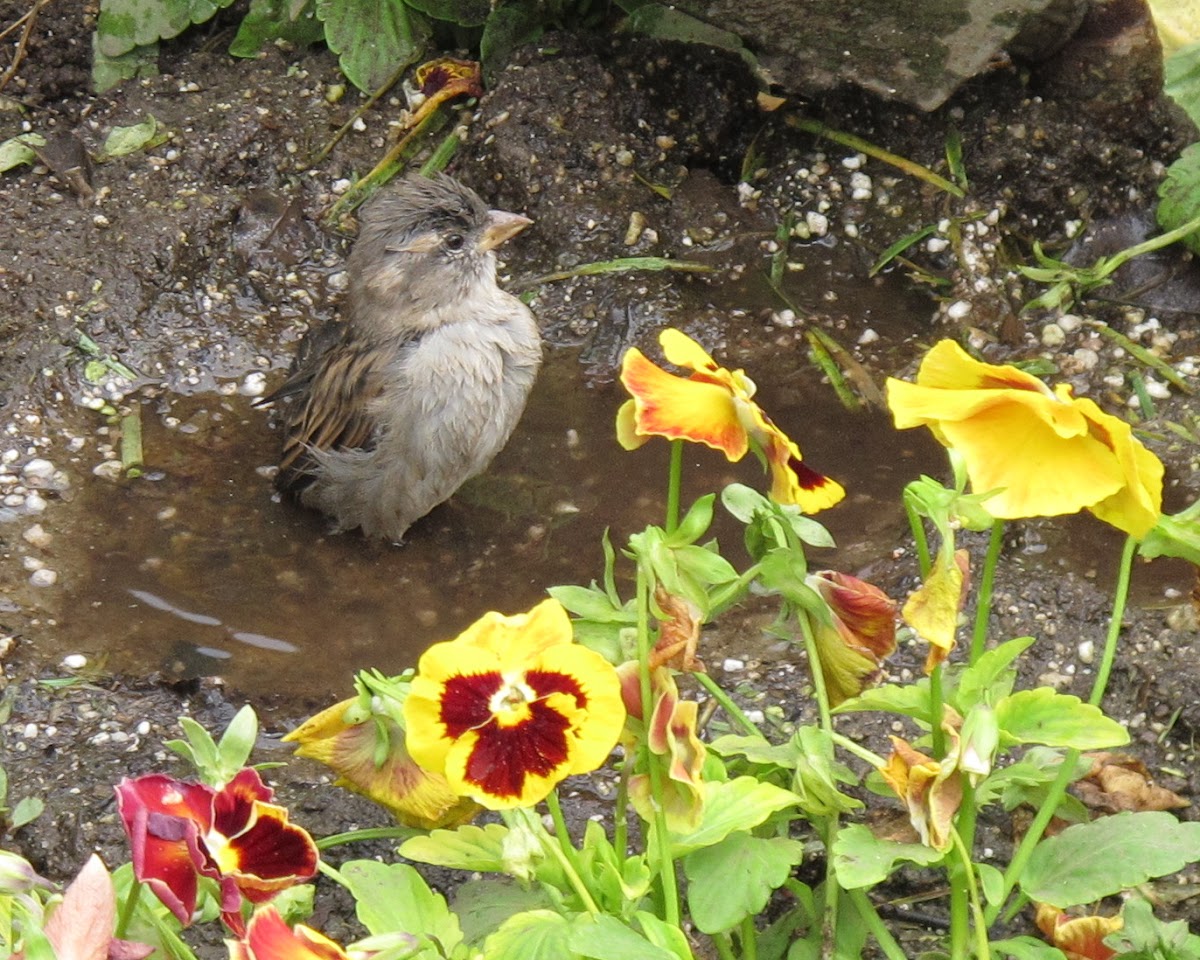 (Female) House Sparrow