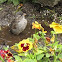 (Female) House Sparrow