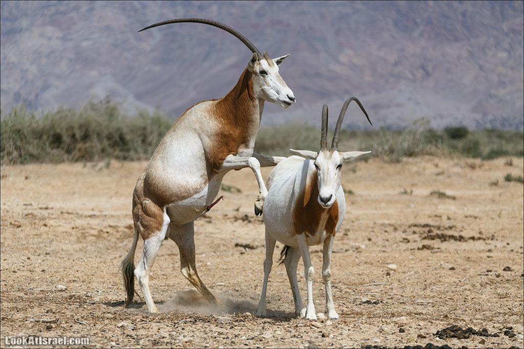 LookAtIsrael.com - Заповедник библейских животных Хай Бар | Hai Bar reserve | חי בר