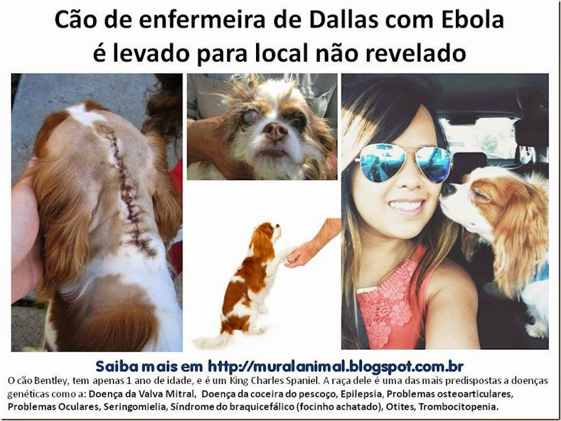 Cão de enfermeira de Dallas com Ebola2