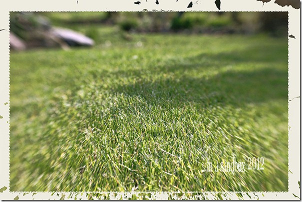 grass with edge light pop grunge for web