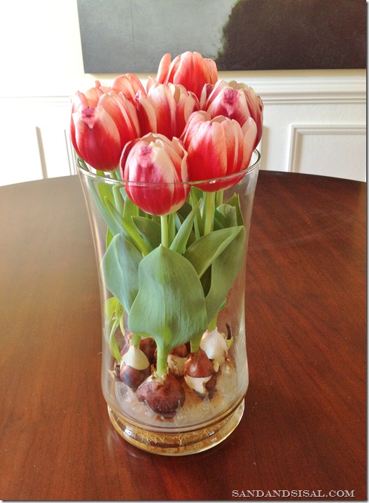 Forcing Tulips in Water