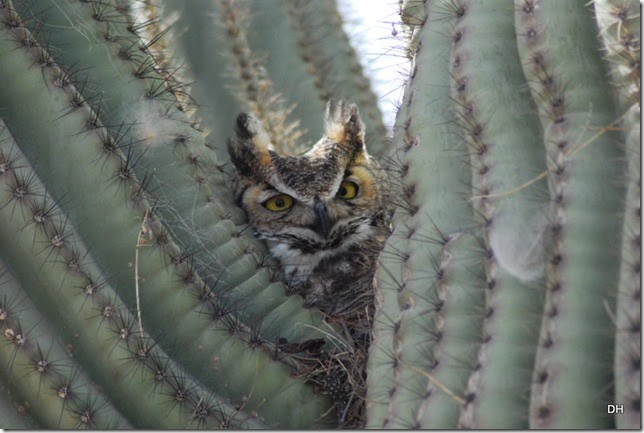 02-27-14 A Great Horned Owl Casa Grande (76)