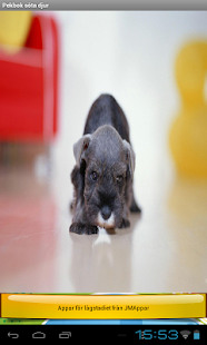 Pekbok Söta Djur Screenshots 13