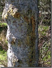 bark of white spruce